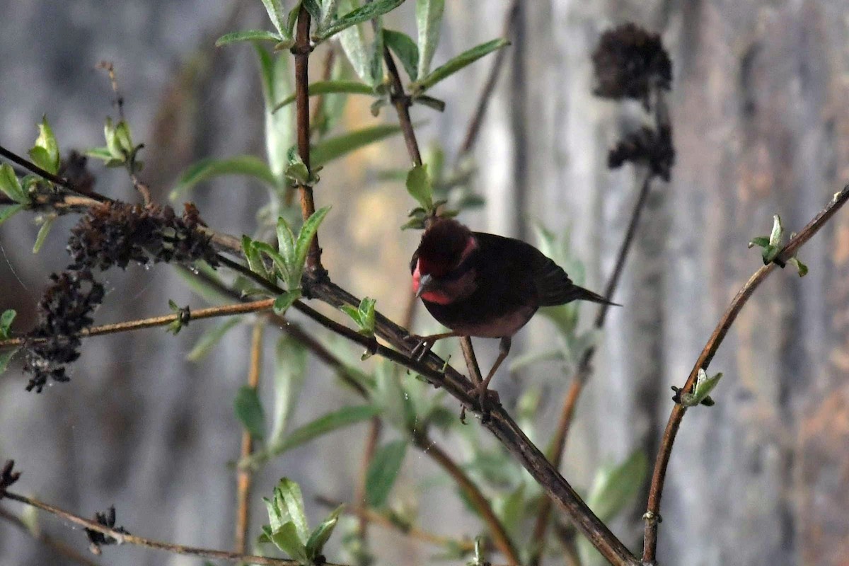 Чечевиця тонкодзьоба - ML646574036