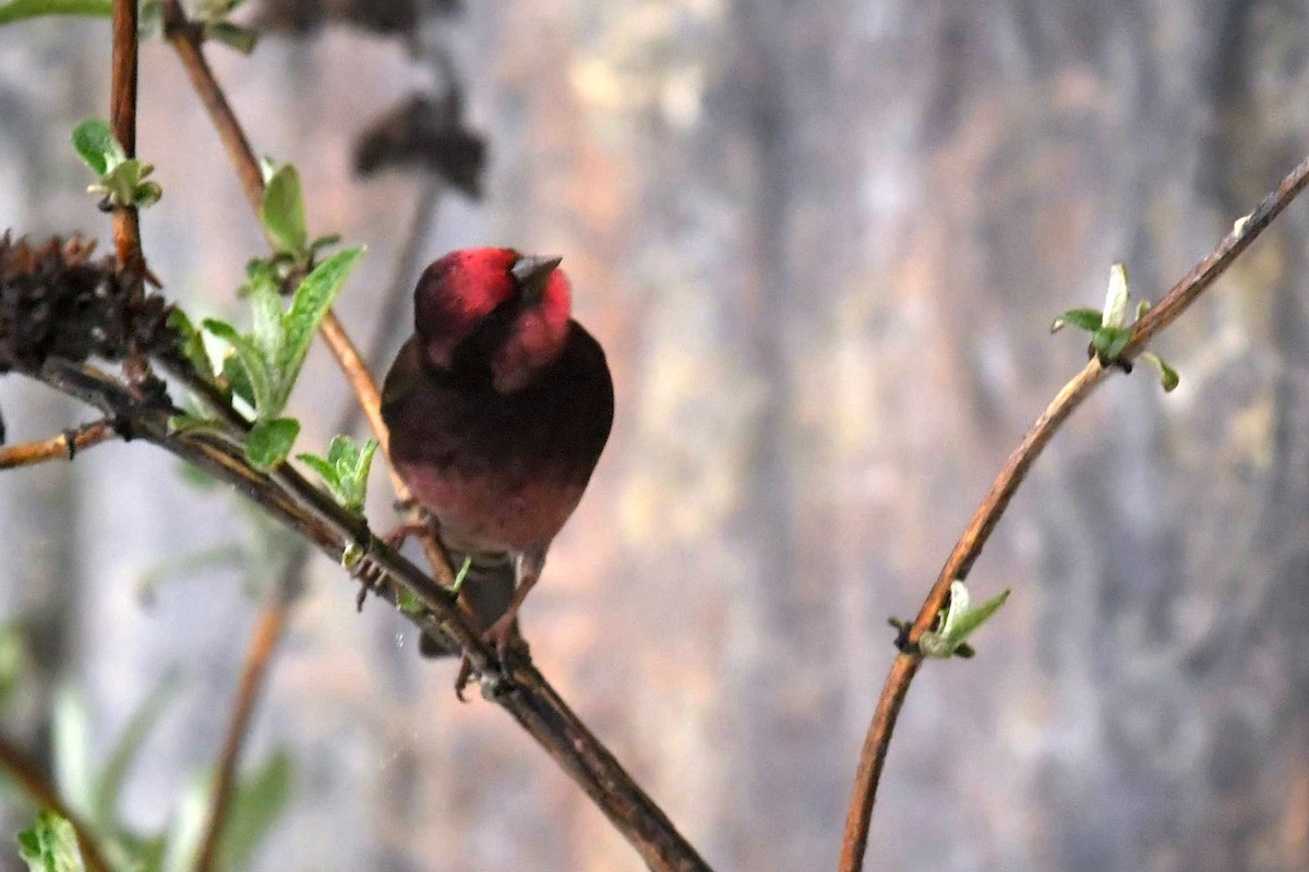 Чечевиця тонкодзьоба - ML646574037