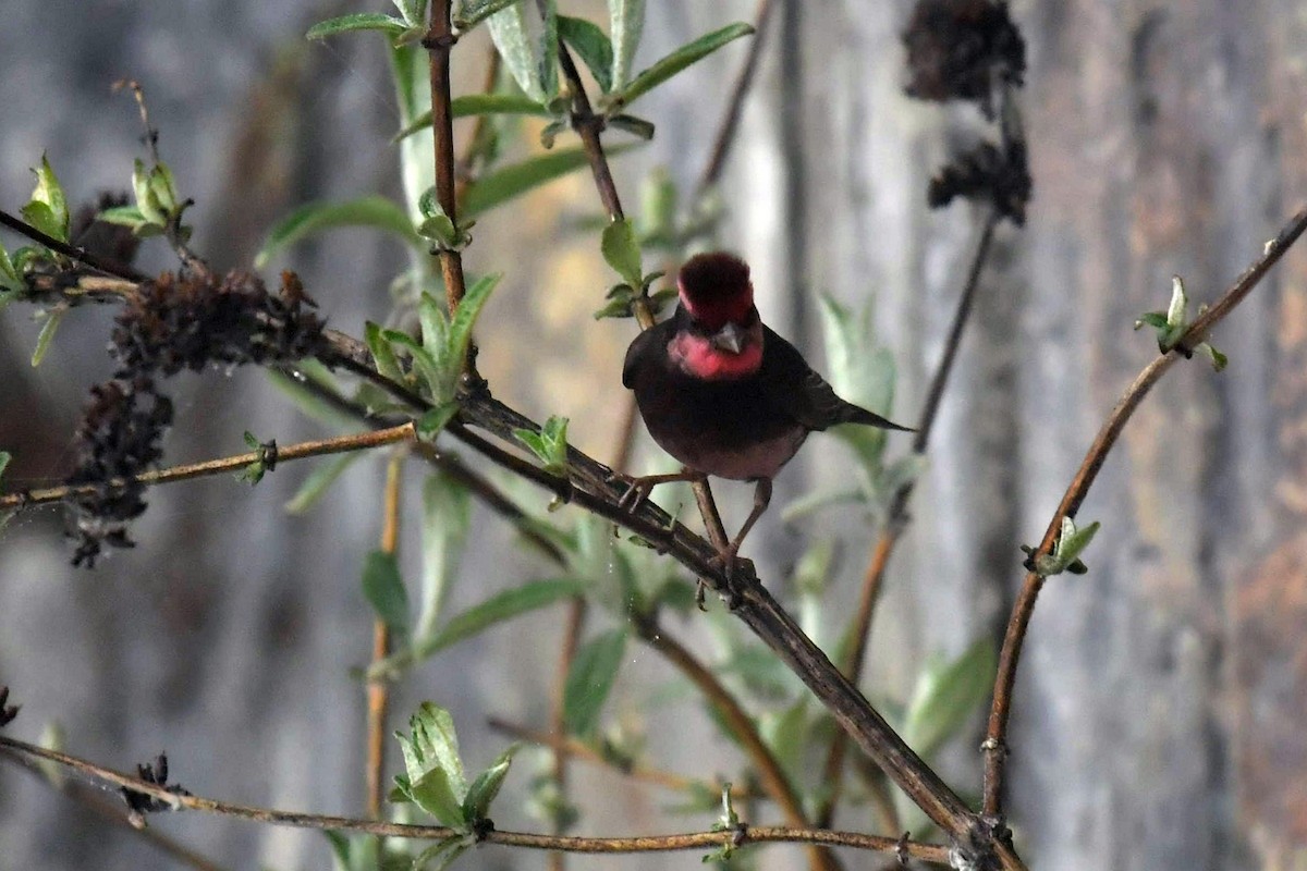 Чечевиця тонкодзьоба - ML646574038