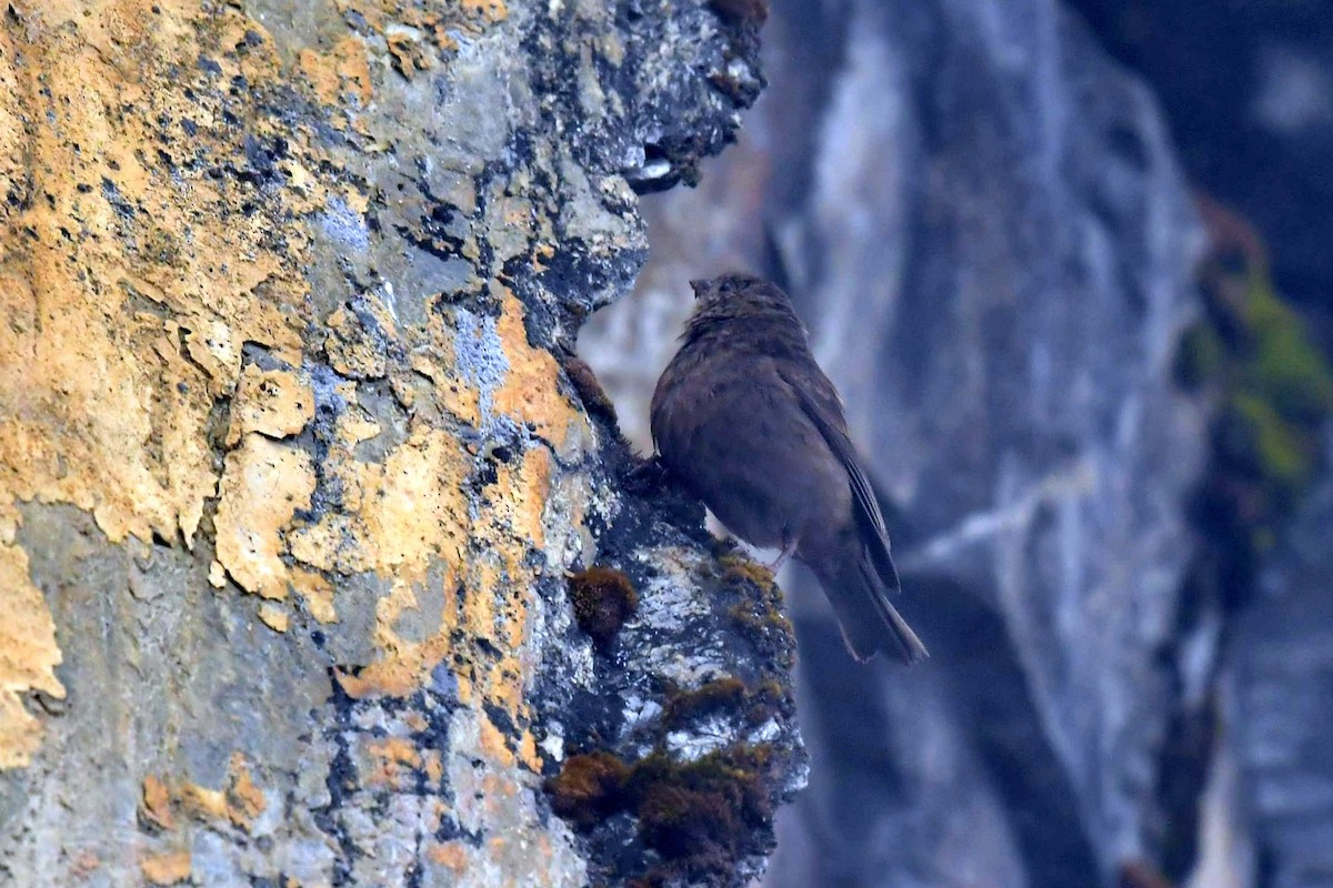 Чечевиця тонкодзьоба - ML646574039