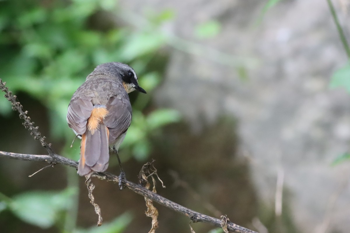 Золотокіс садовий - ML646574040