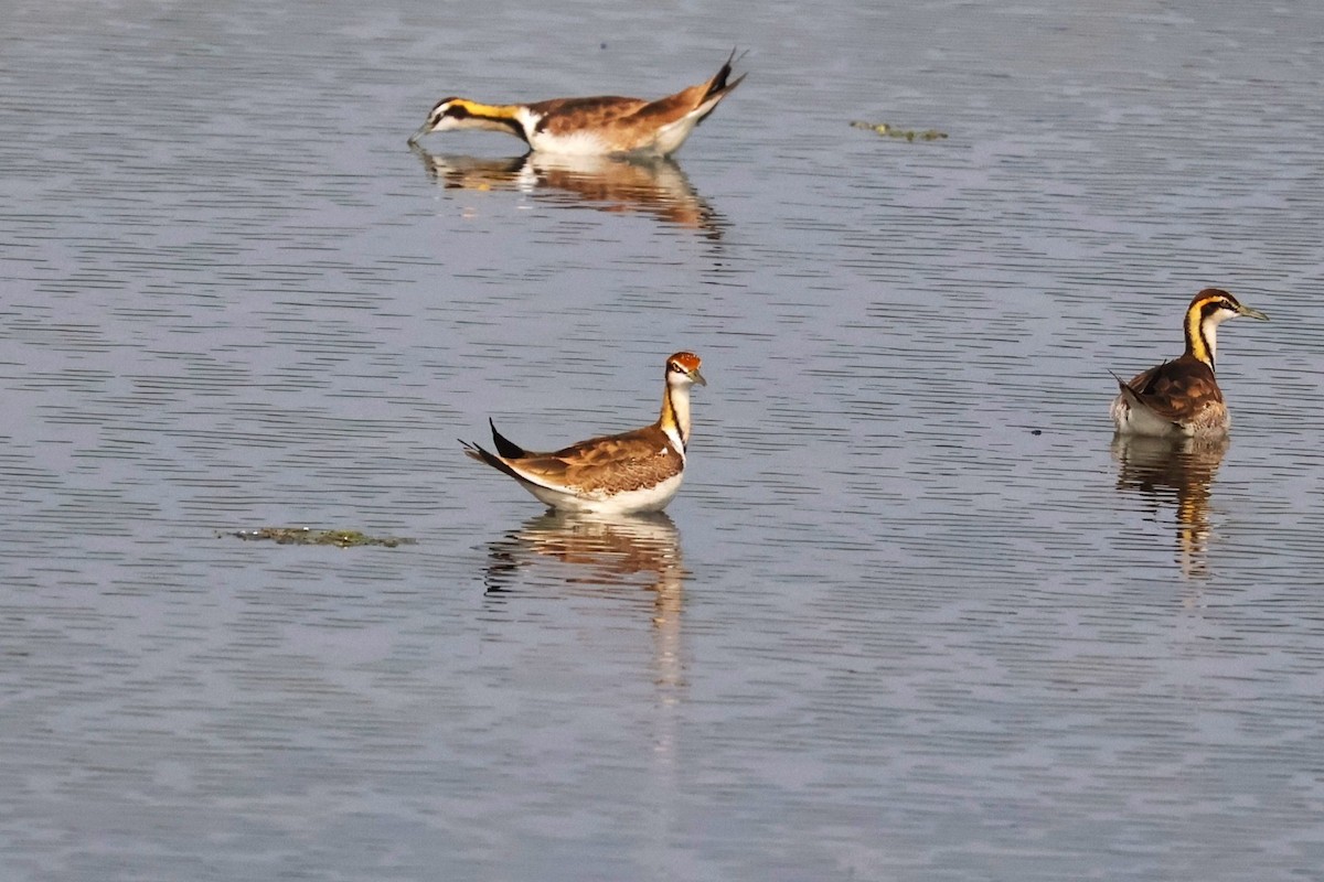 fasanbladhøne - ML646574041