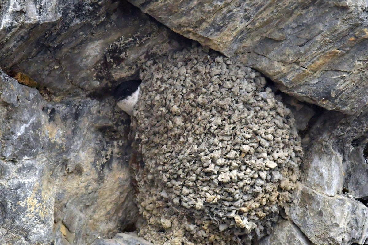 Ластівка міська азійська - ML646574042