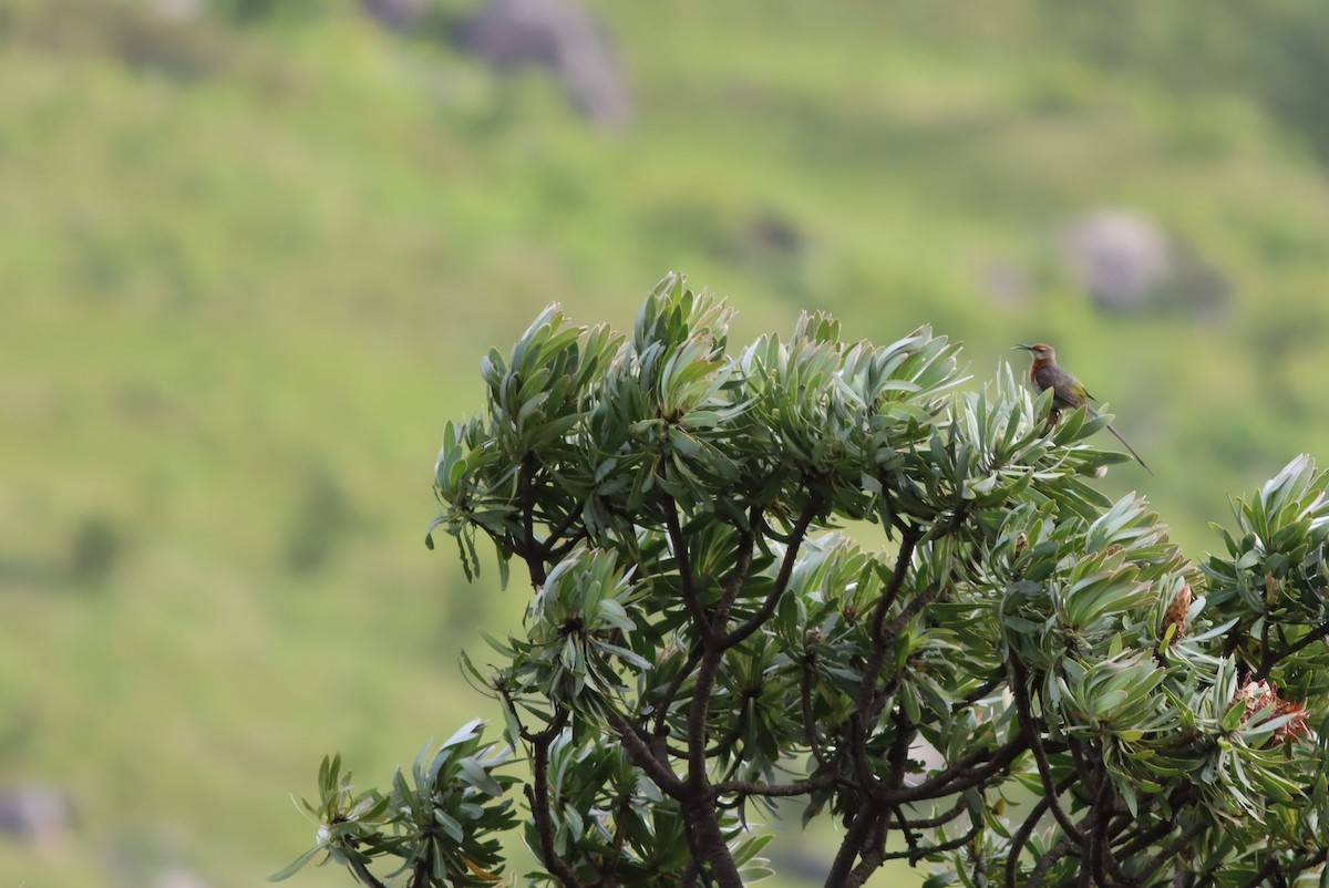 Цукролюб рудоволий - ML646574043