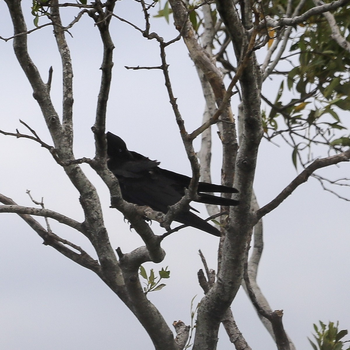 Ворона австралійська - ML646574044