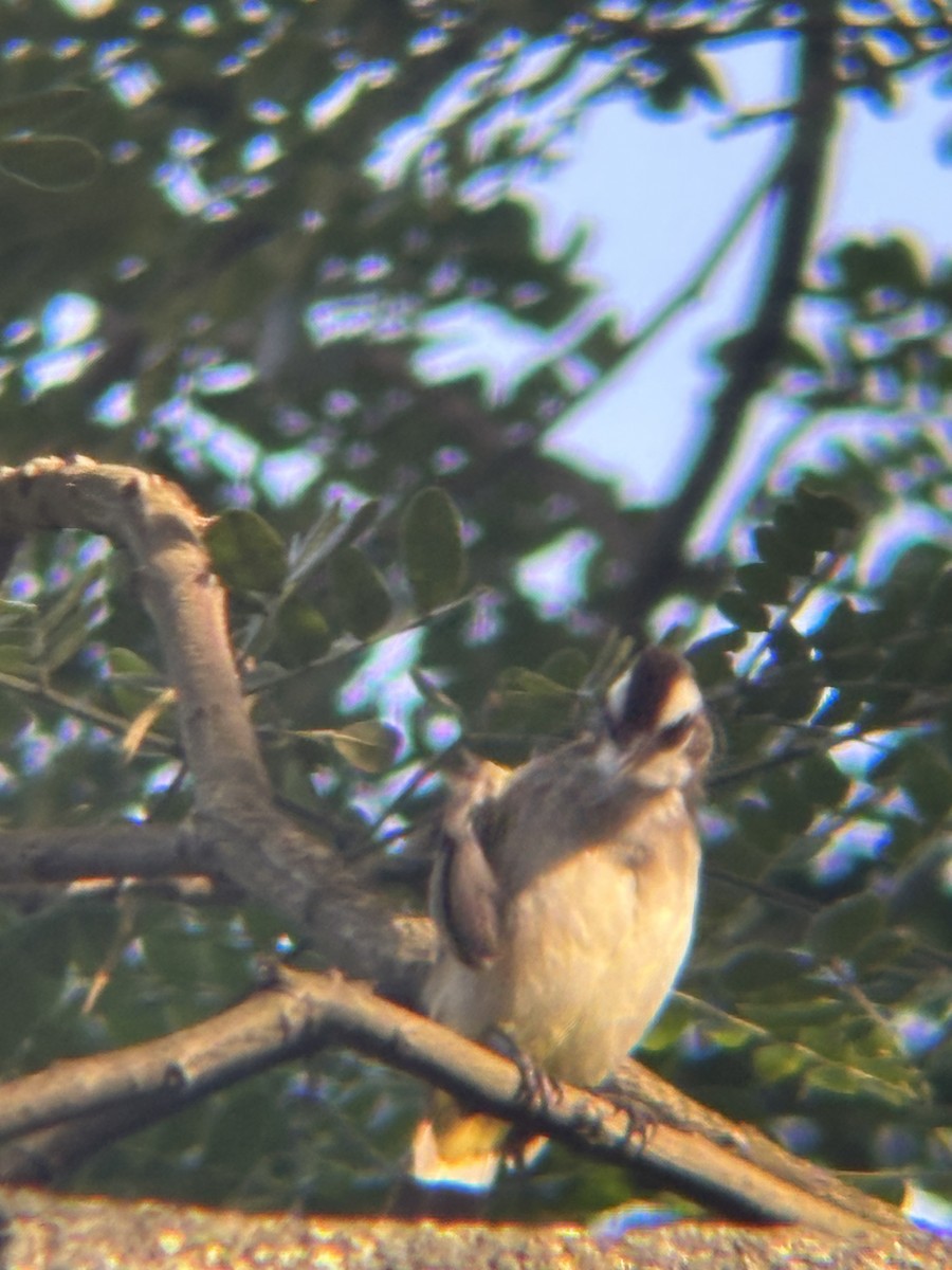Yellow-vented Bulbul - ML646574045