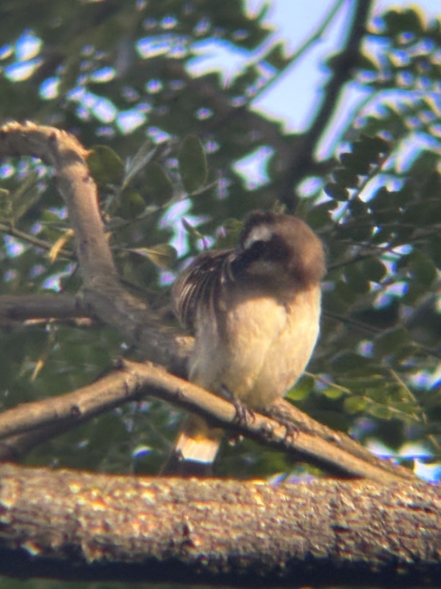 Yellow-vented Bulbul - ML646574046
