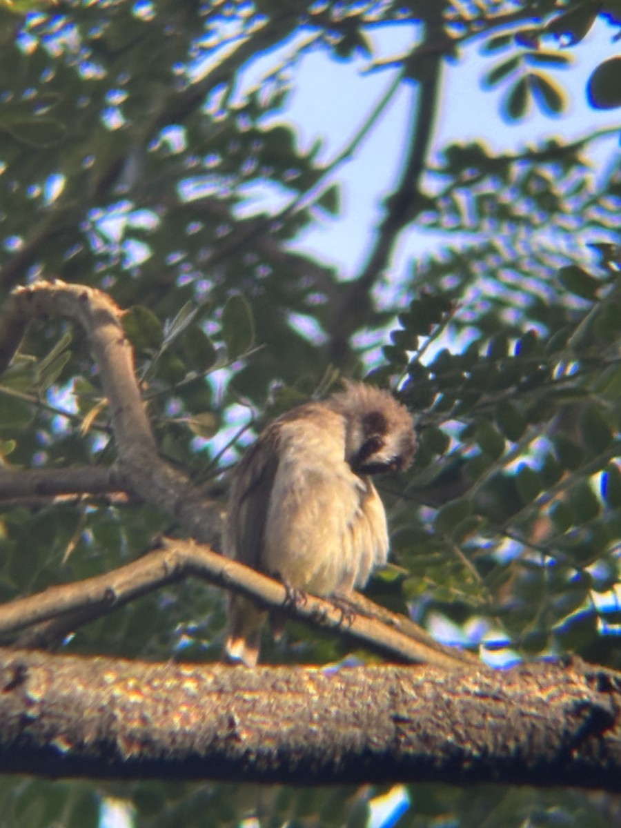Yellow-vented Bulbul - ML646574047