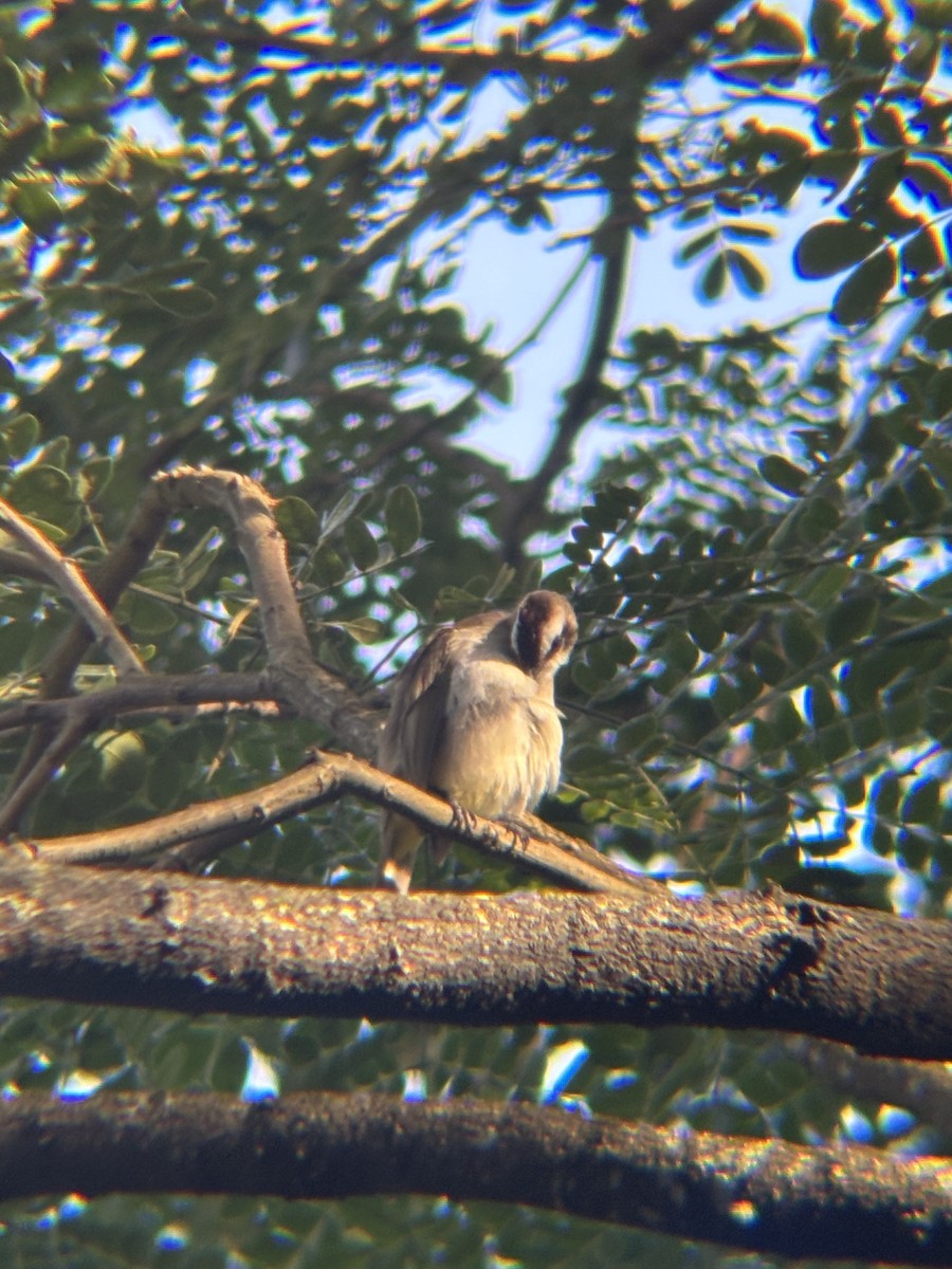 Yellow-vented Bulbul - ML646574048