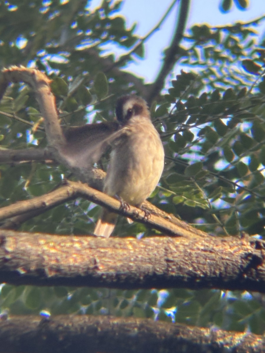 Yellow-vented Bulbul - ML646574049