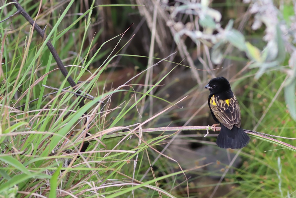 Вайдаг товстодзьобий - ML646574050