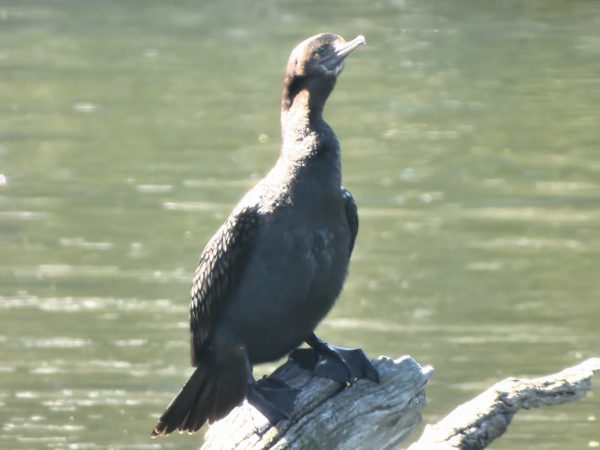 Little Black Cormorant - ML646574051