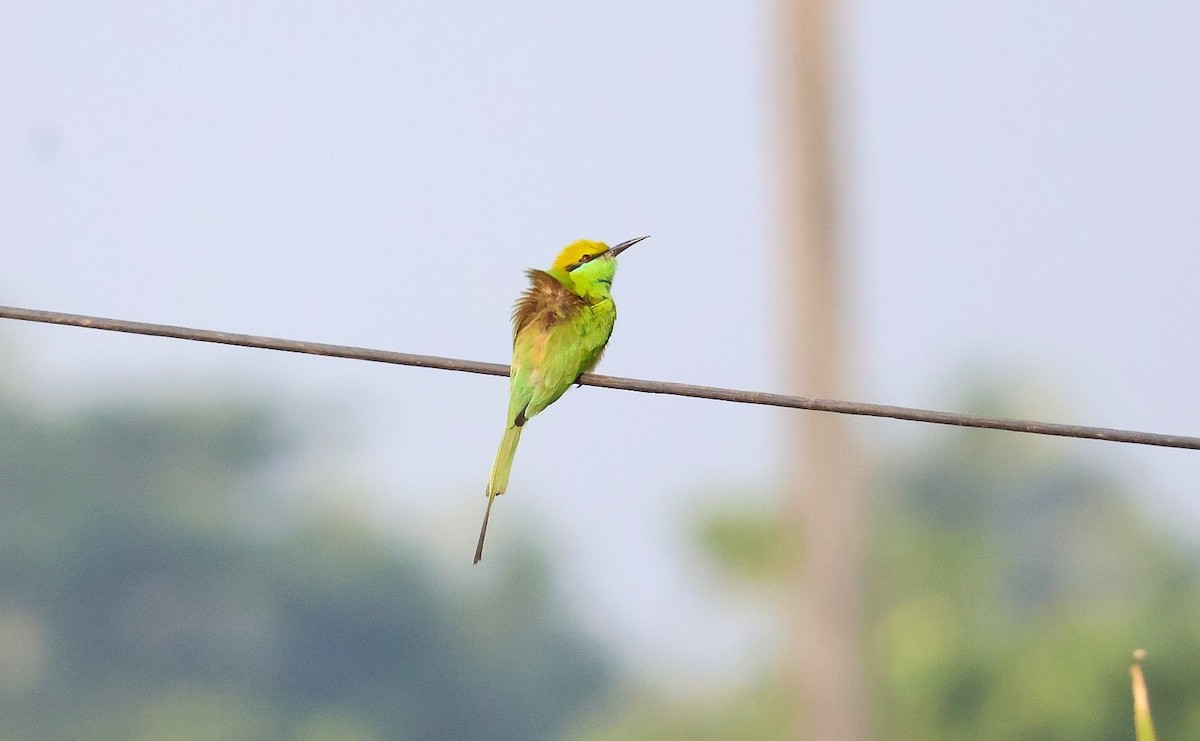 Asian Green Bee-eater - ML646574053