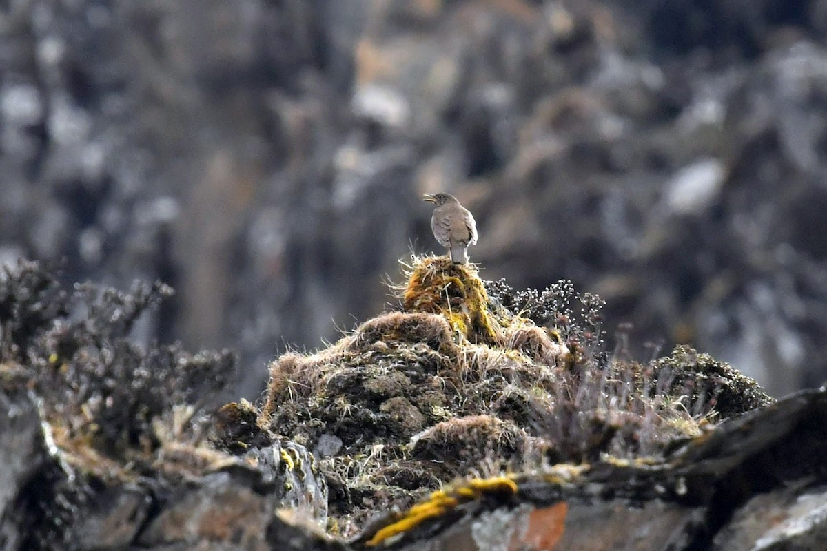 Квічаль гімалайський - ML646574054