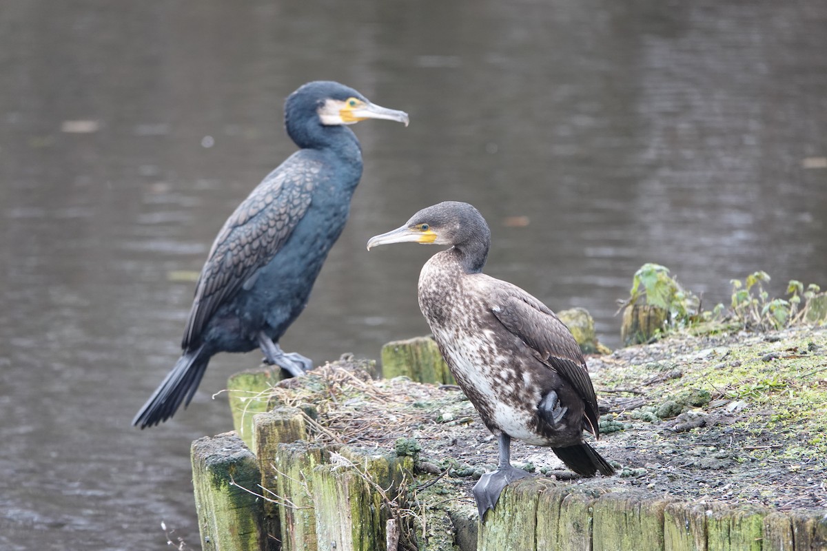 Баклан великий (підвид sinensis/hanedae) - ML646574056