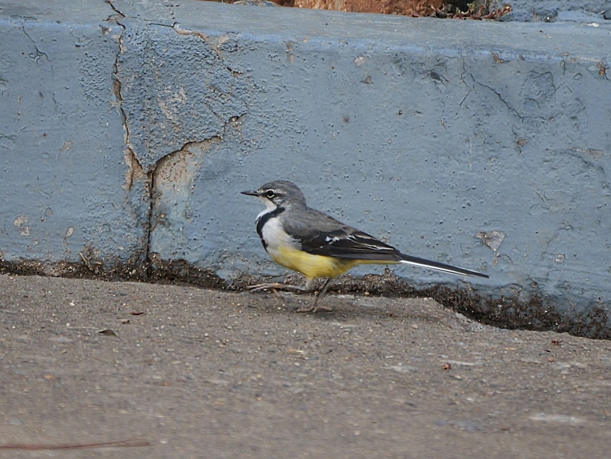 Плиска мадагаскарська - ML646574058