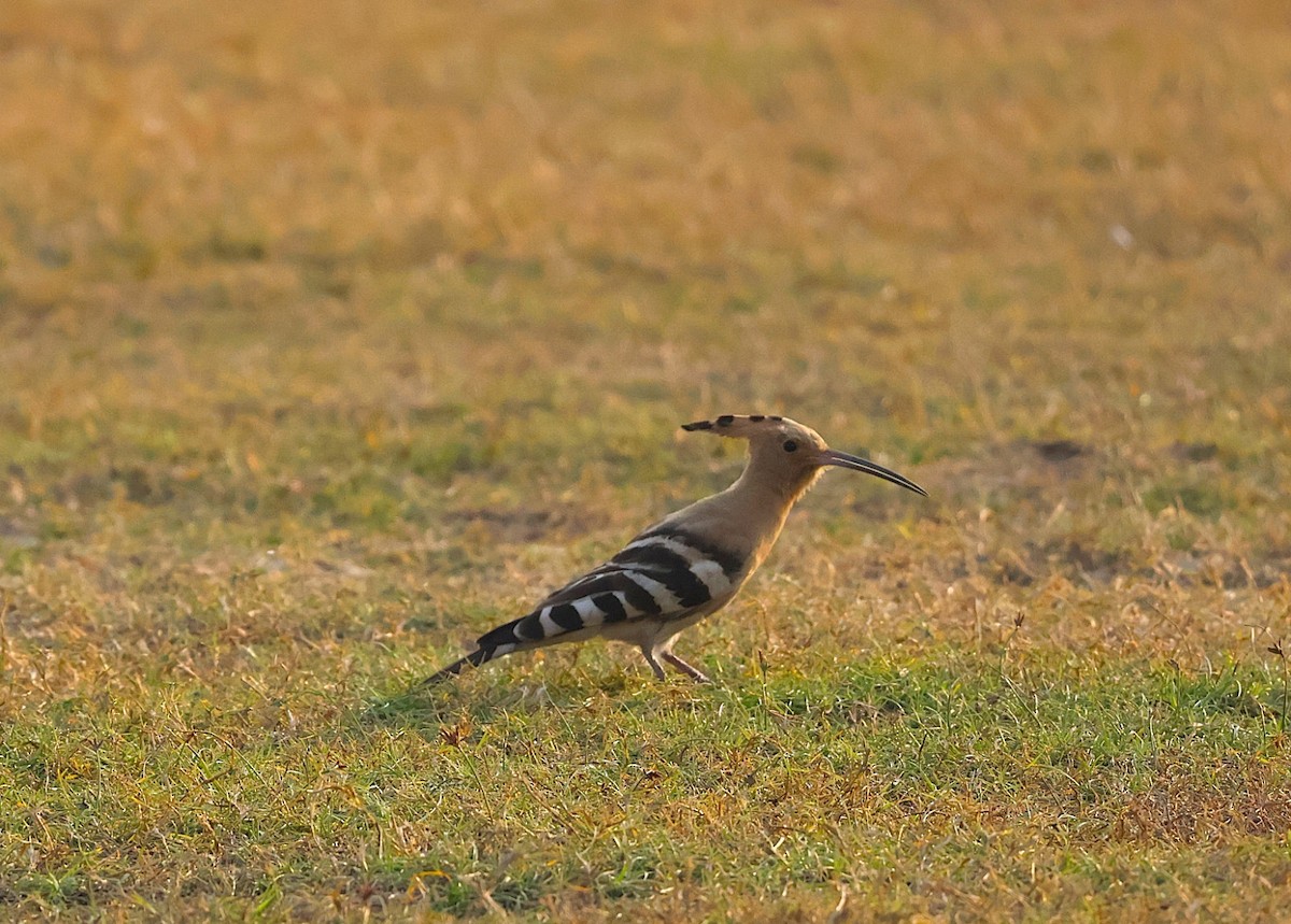 Common Hoopoe (Eurasian) - ML646574064