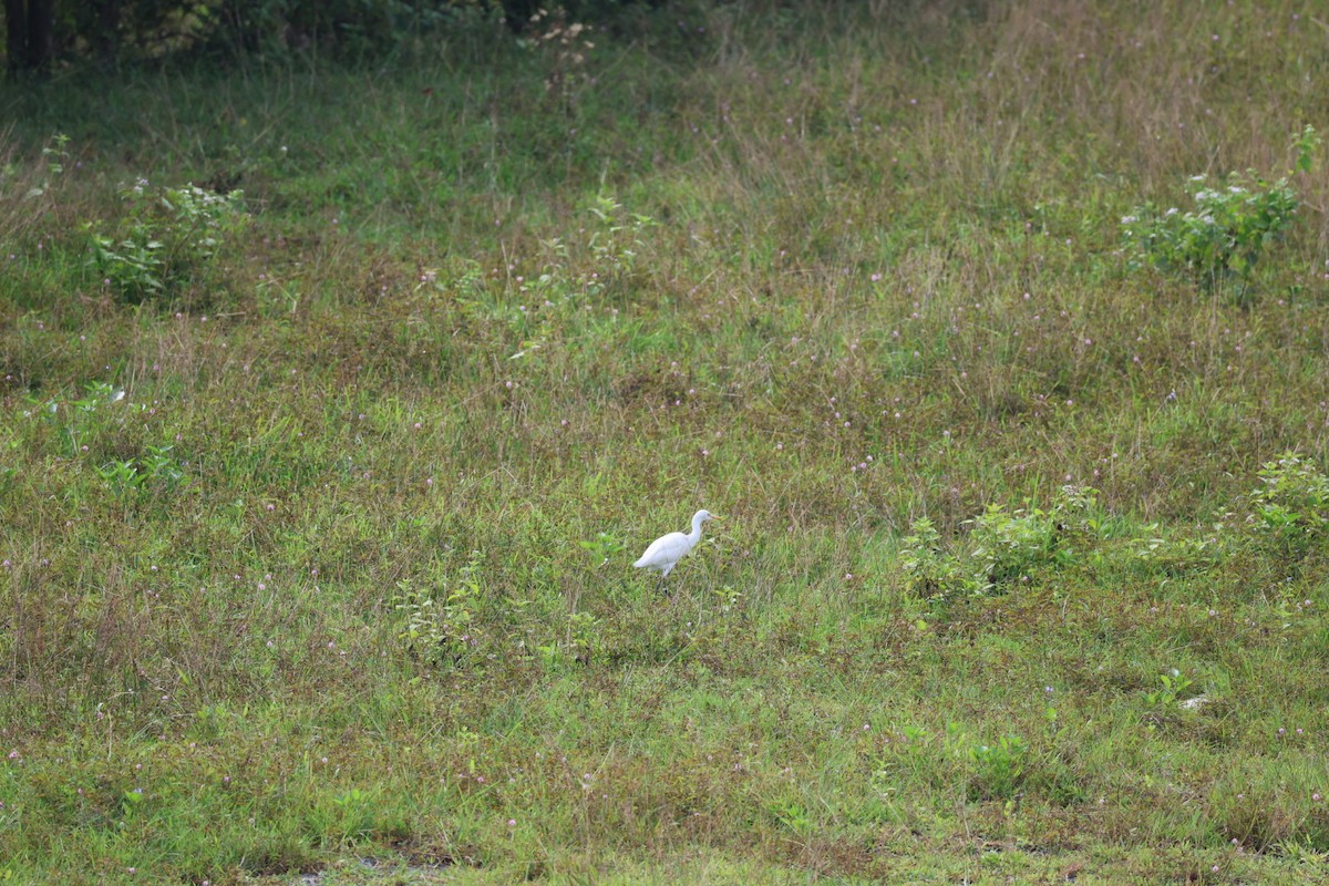 Medium Egret - ML646574074