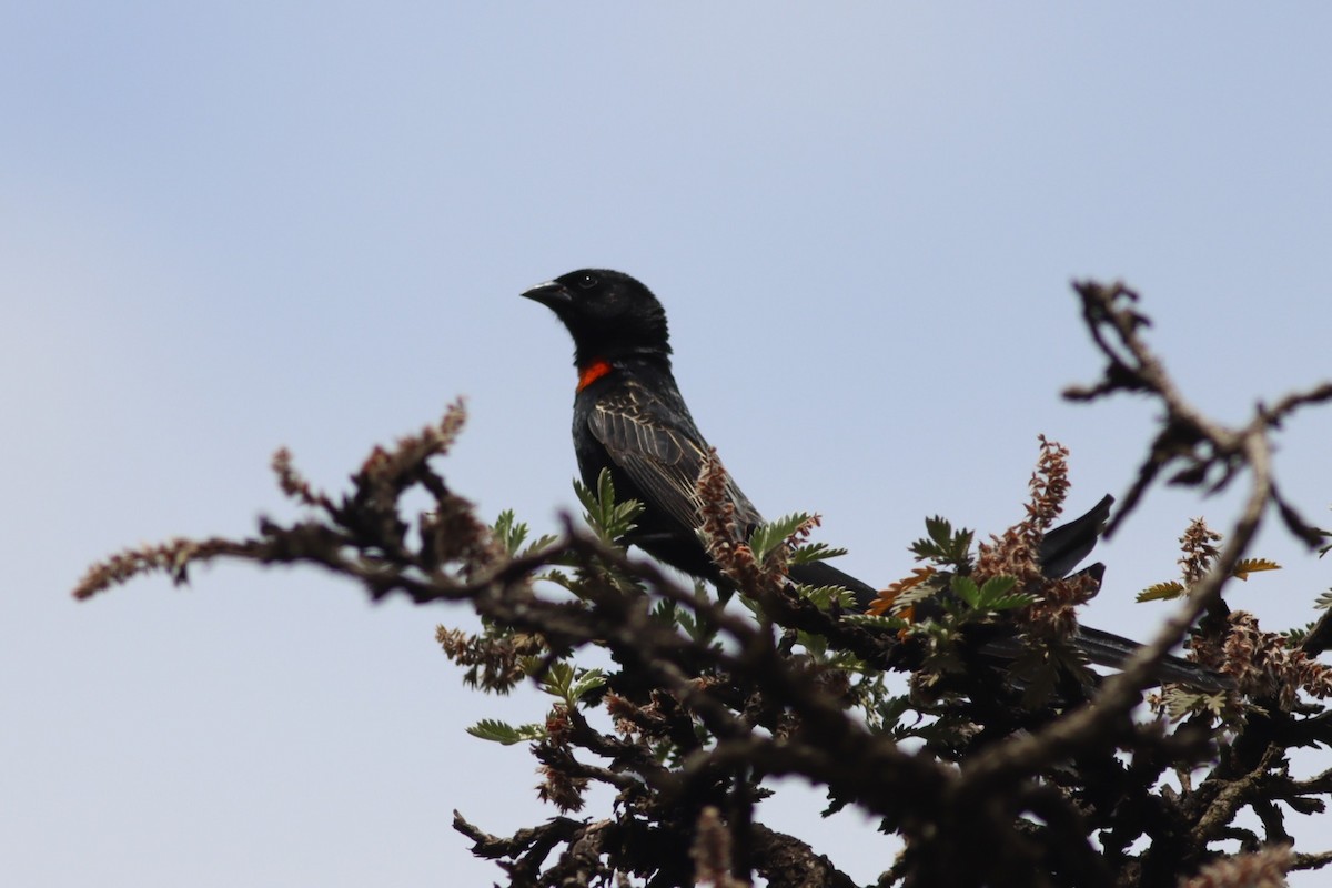Red-collared Widowbird - ML646574076