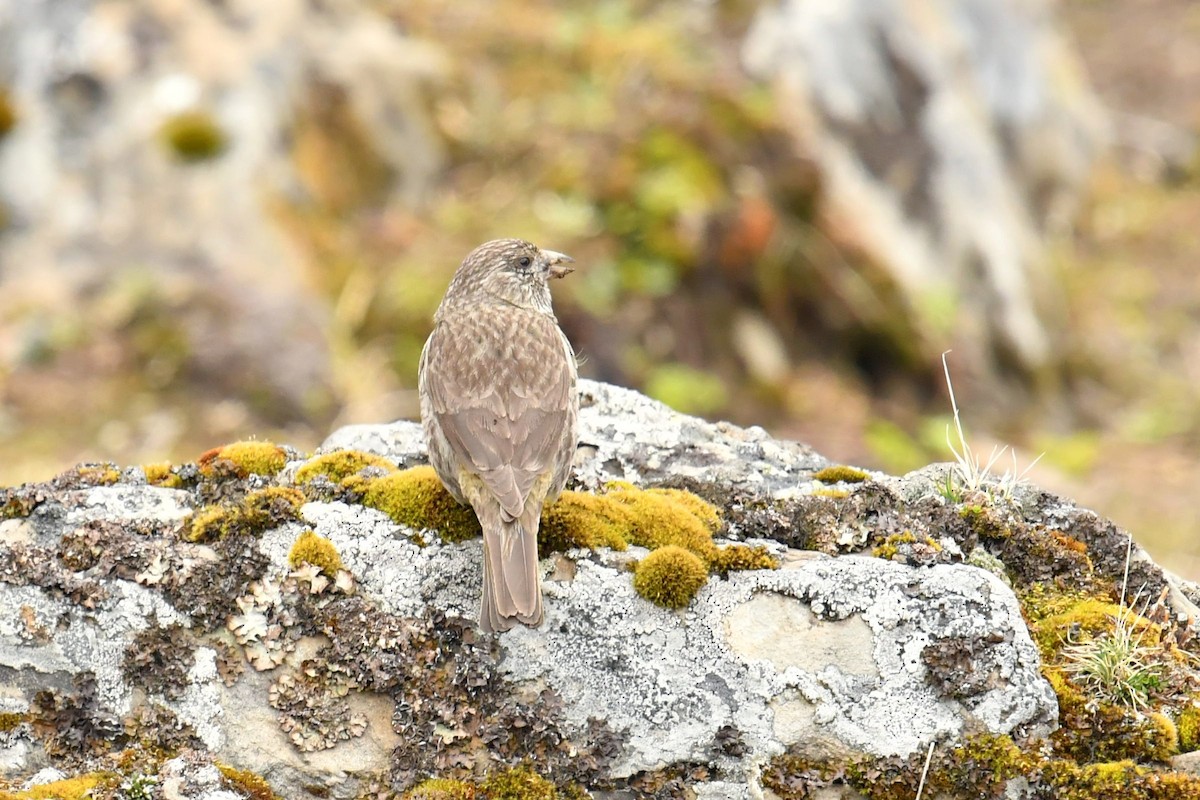 Roselin à gorge rouge - ML646574077