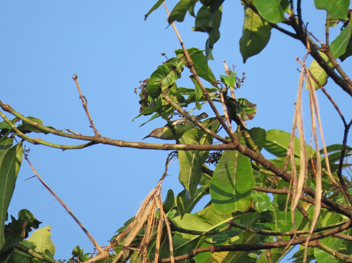 Purple-rumped Sunbird - ML646574078