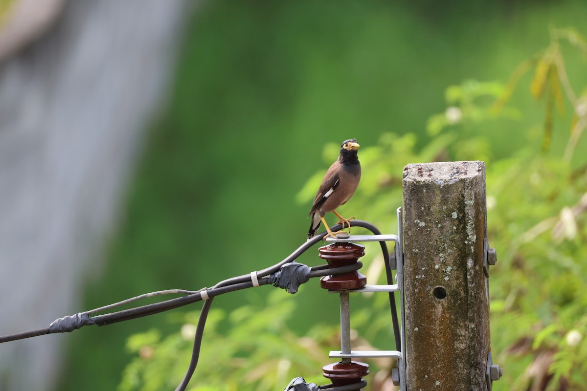 Common Myna - ML646574079