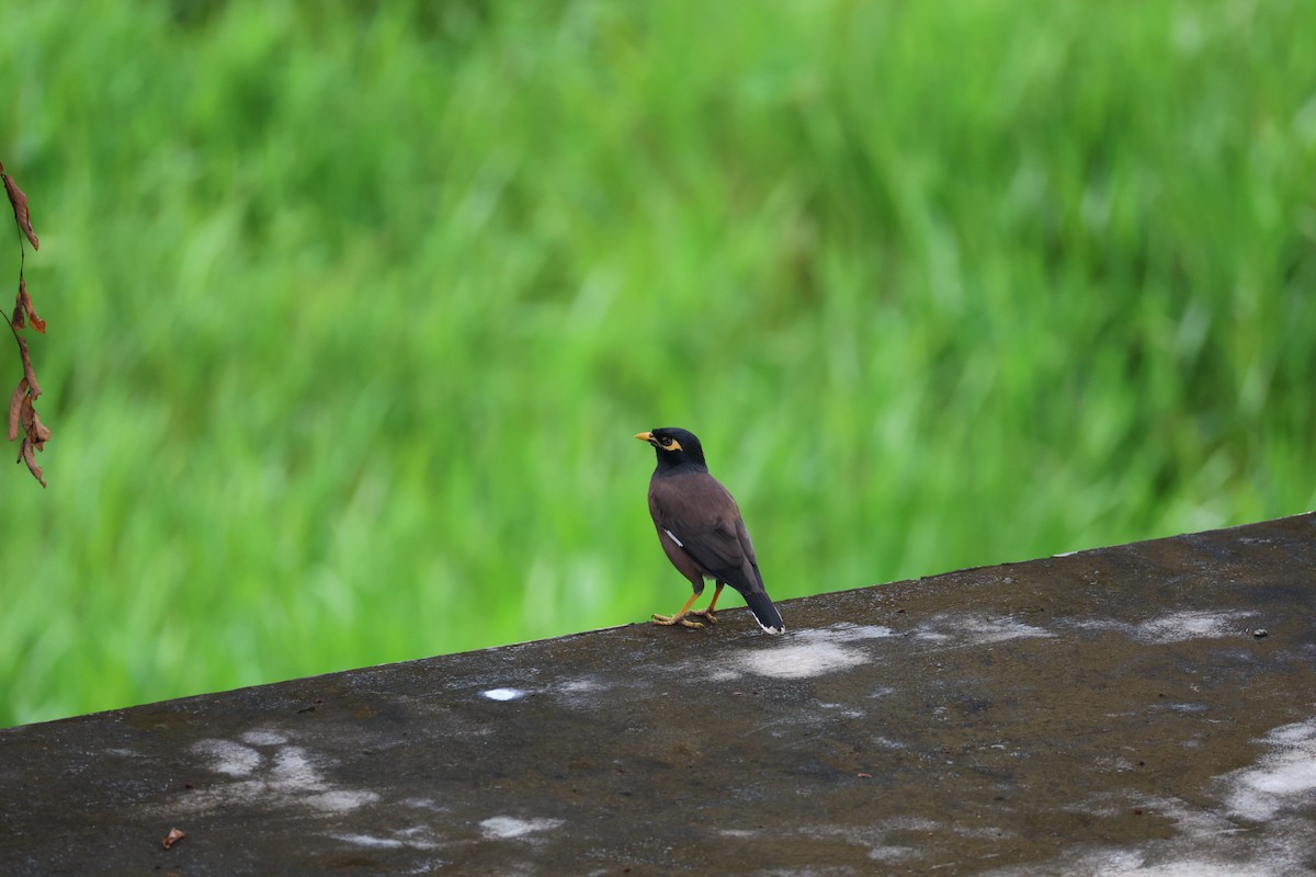Common Myna - ML646574080