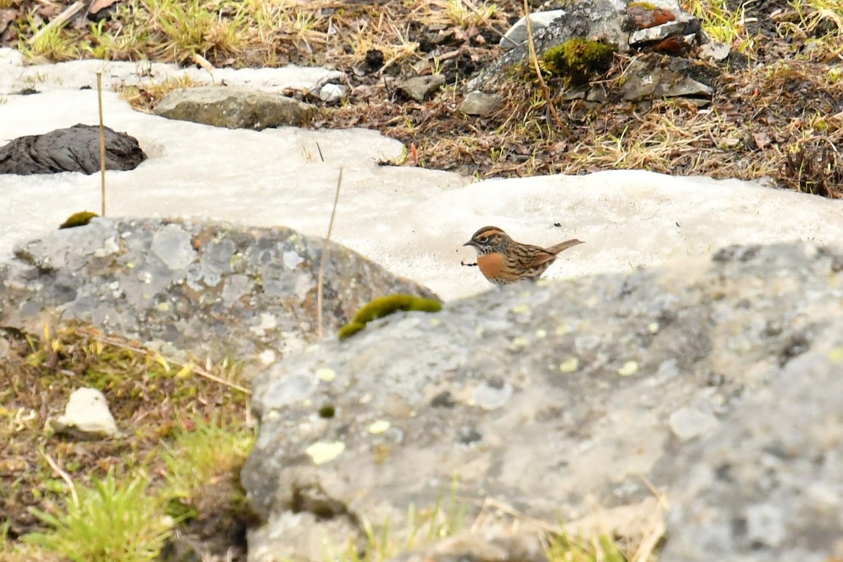 Rufous-breasted Accentor - ML646574082