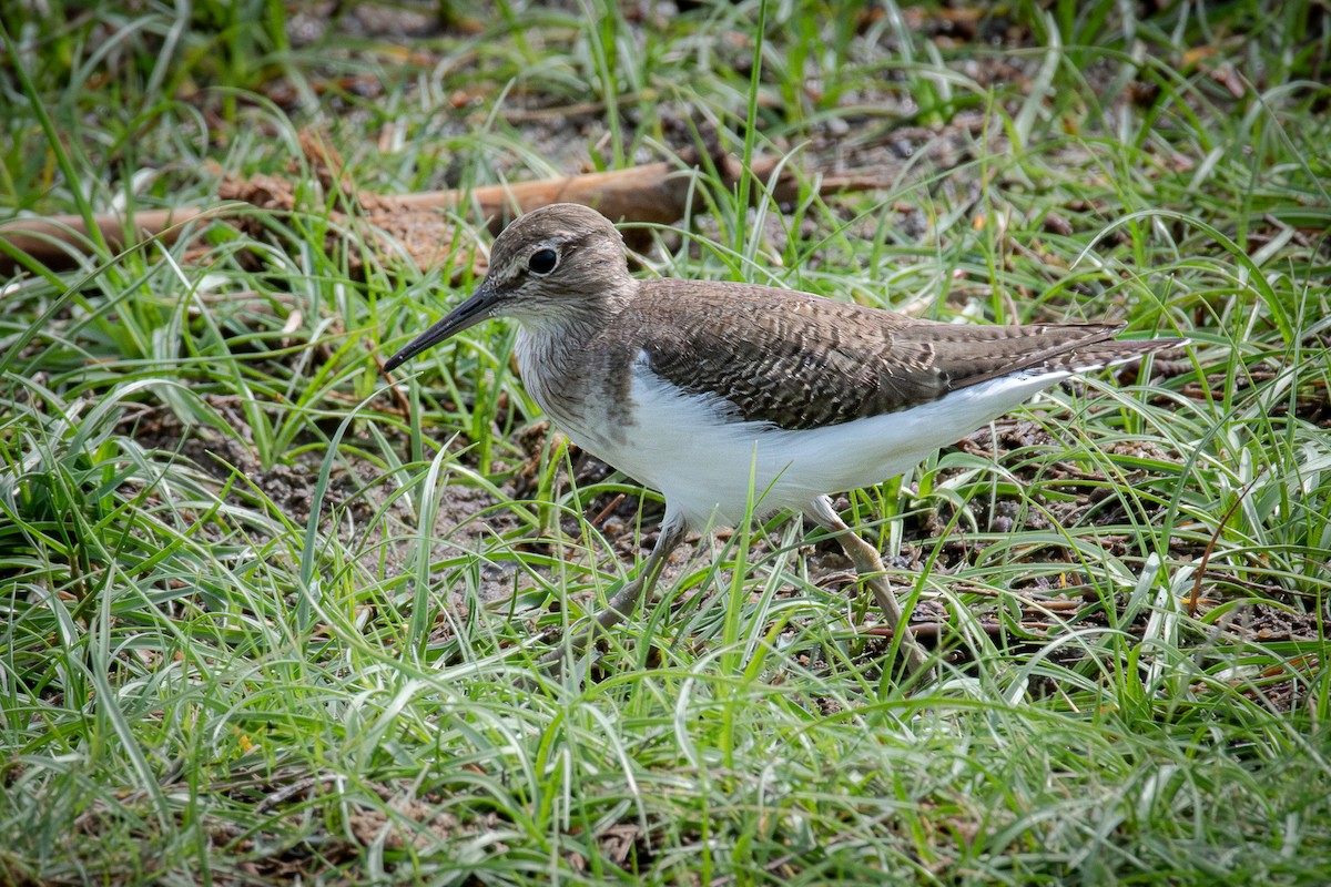 磯鷸 - ML646574084