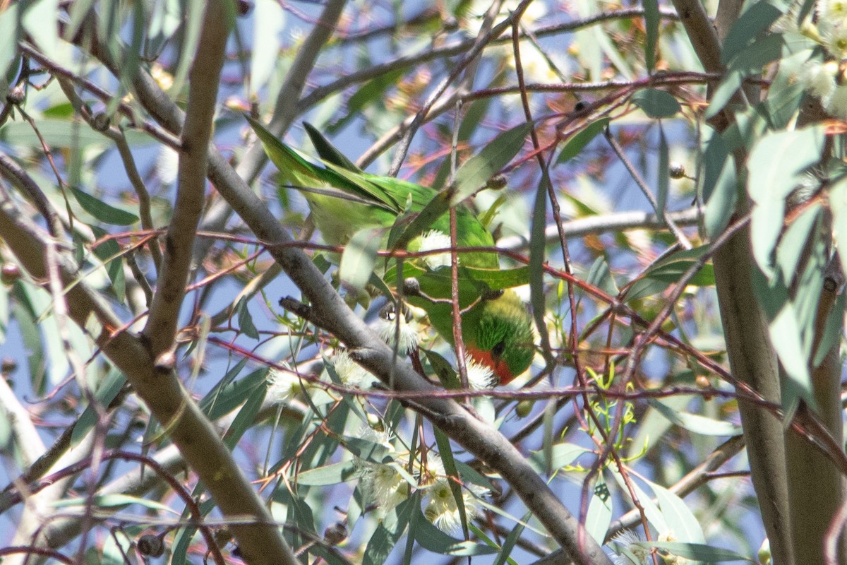 Little Lorikeet - ML646574090