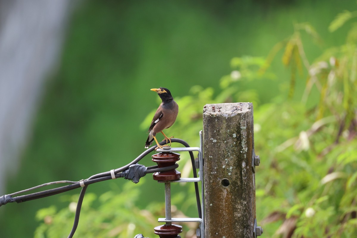 Common Myna - ML646574092