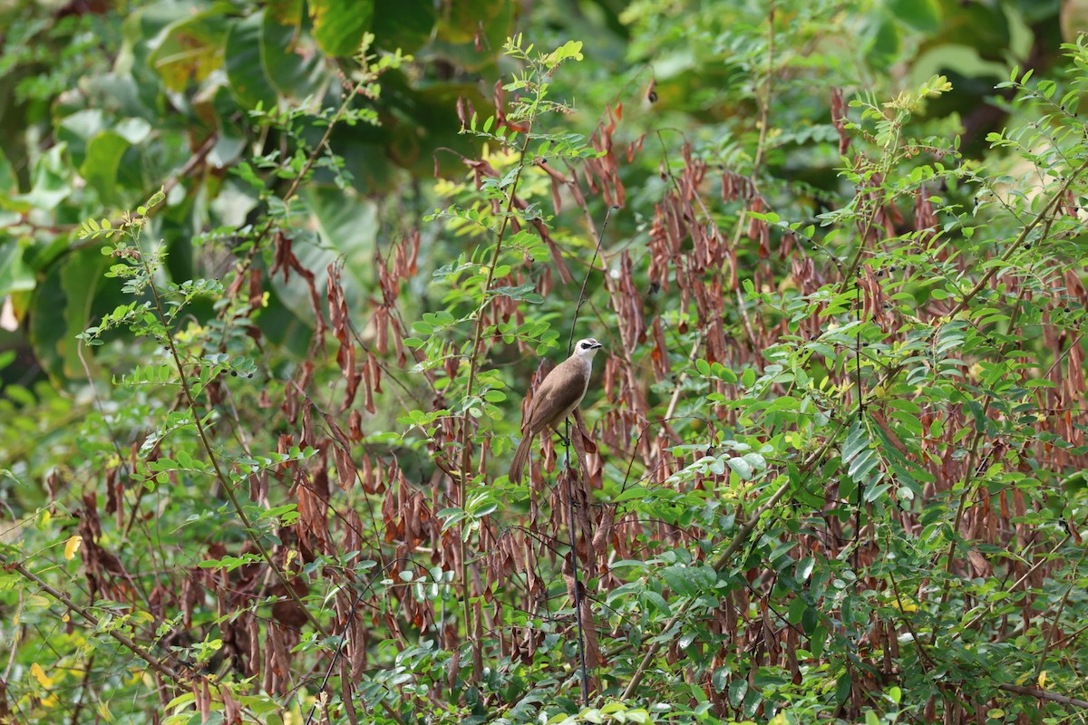 Yellow-vented Bulbul - ML646574097