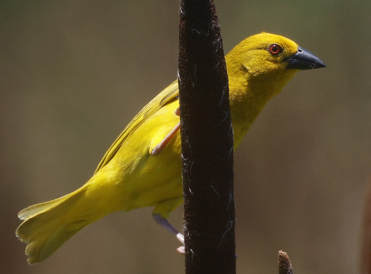 African Golden-Weaver - ML646574108
