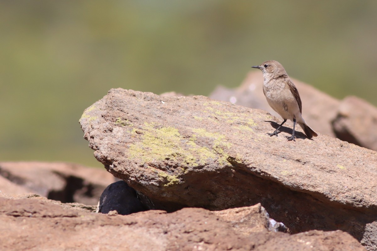 Sickle-winged Chat - ML646574111
