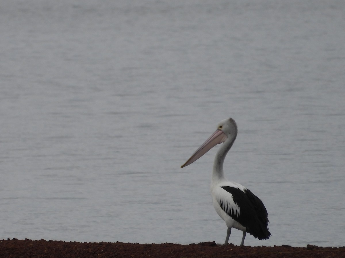 Australian Pelican - ML646574112