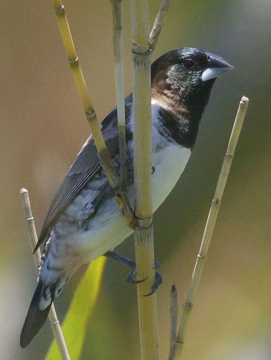 Bronze Mannikin - ML646574119