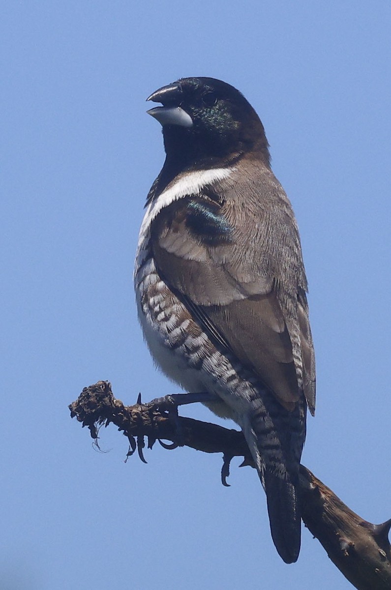 Bronze Mannikin - ML646574120