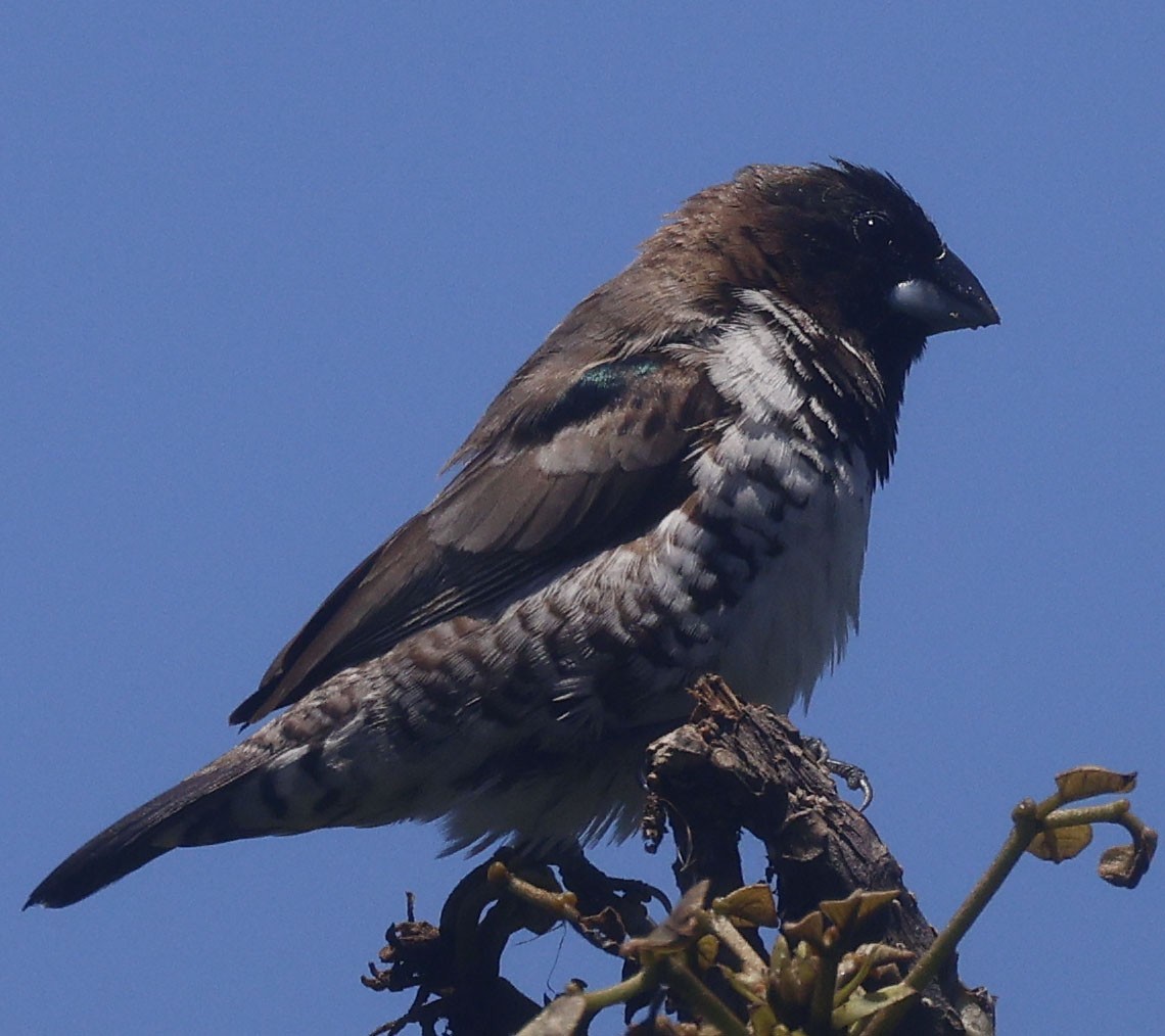 Bronze Mannikin - ML646574121