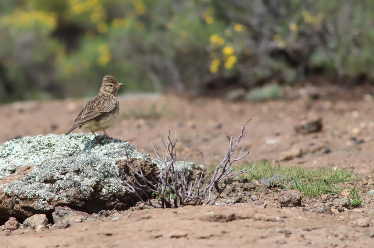 Large-billed Lark - ML646574122