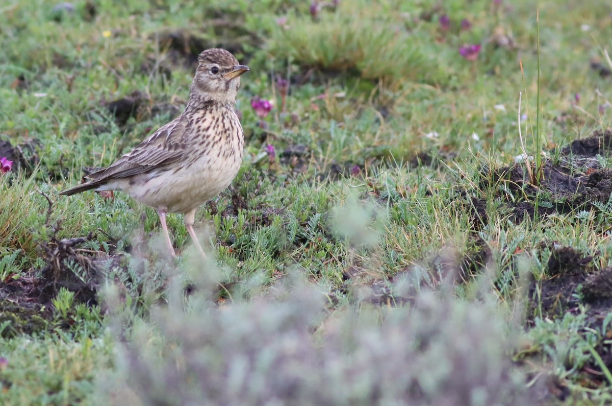 Large-billed Lark - ML646574123
