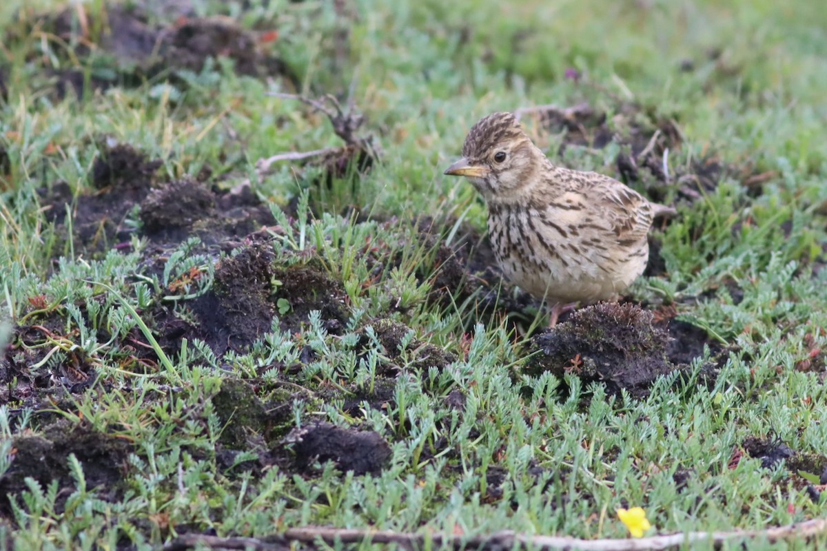 Large-billed Lark - ML646574124