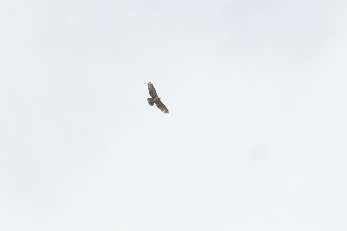 אייה מזרחית - ML646574125