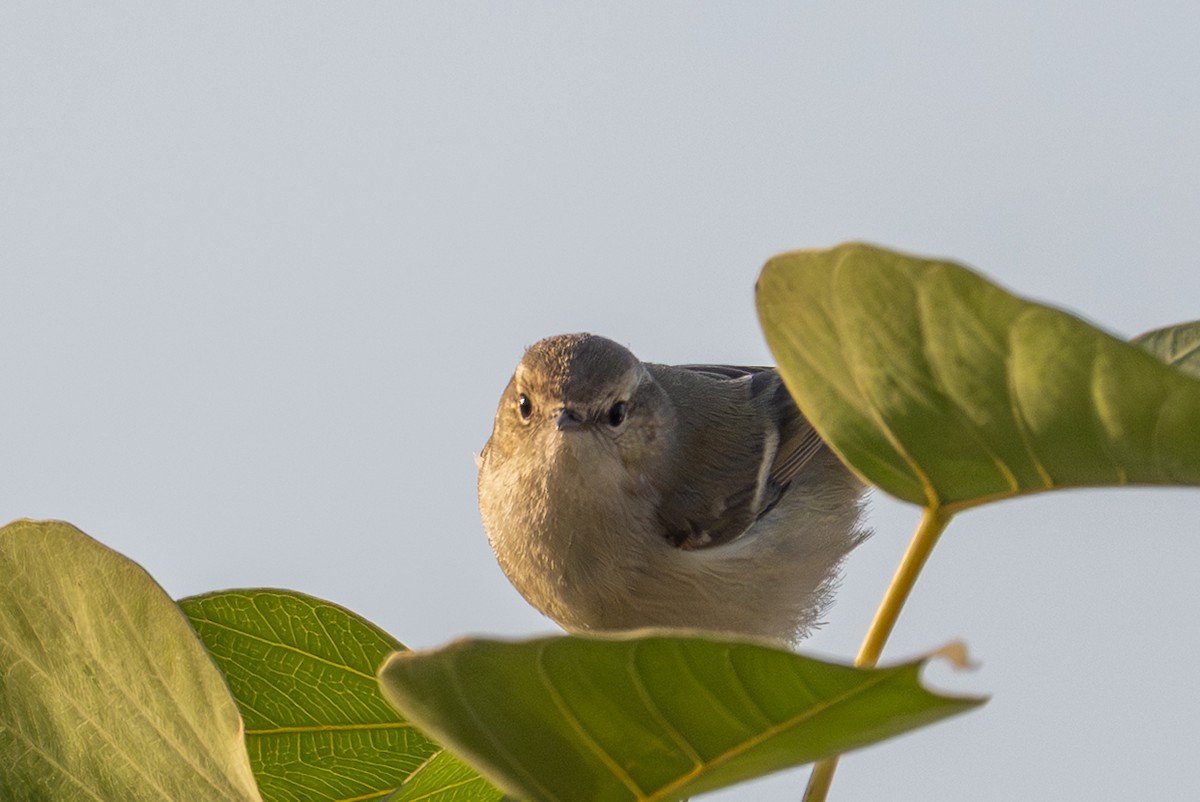 עלווית לבנת-גבות - ML646574127