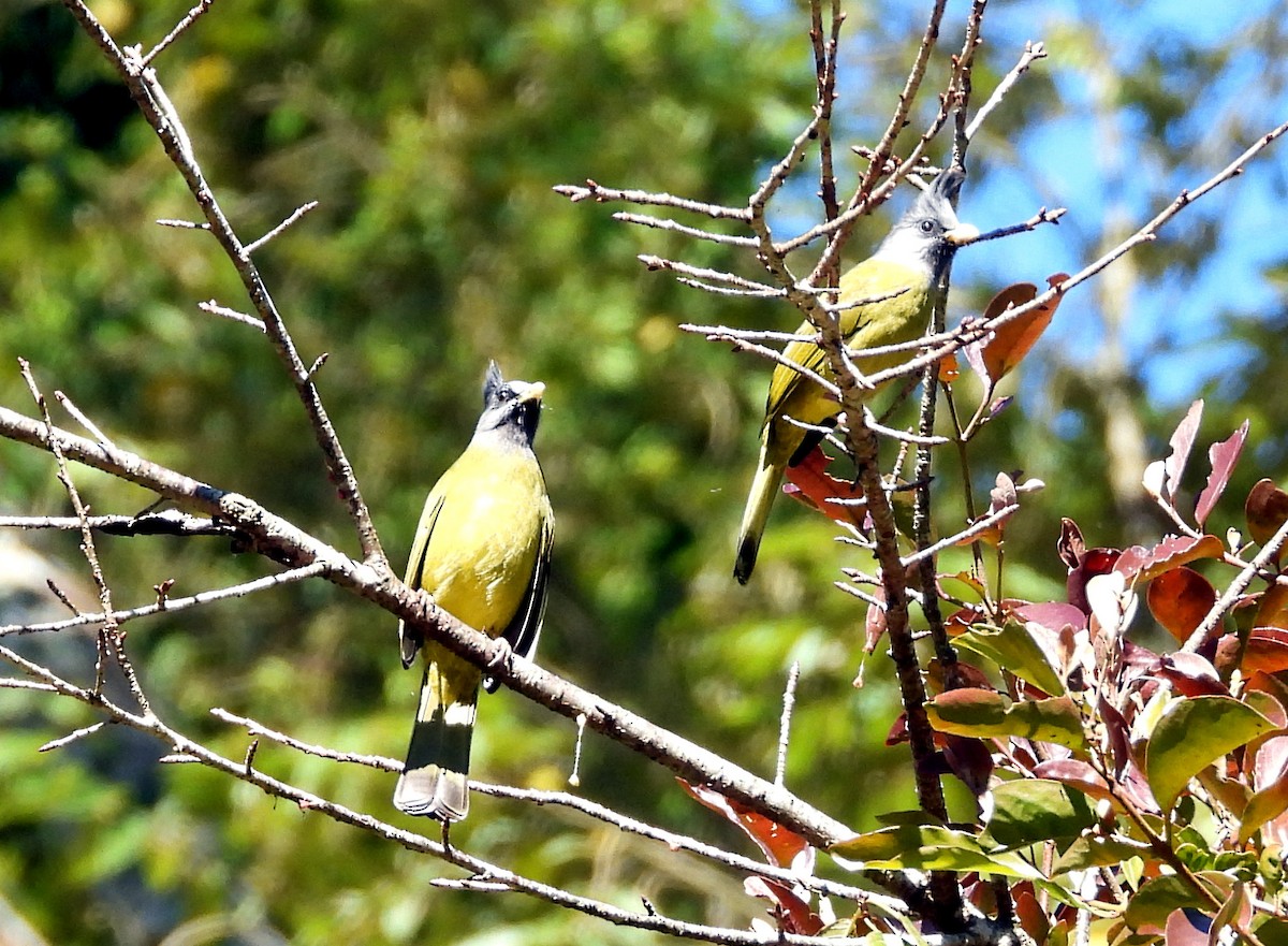 Crested Finchbill - ML646574132