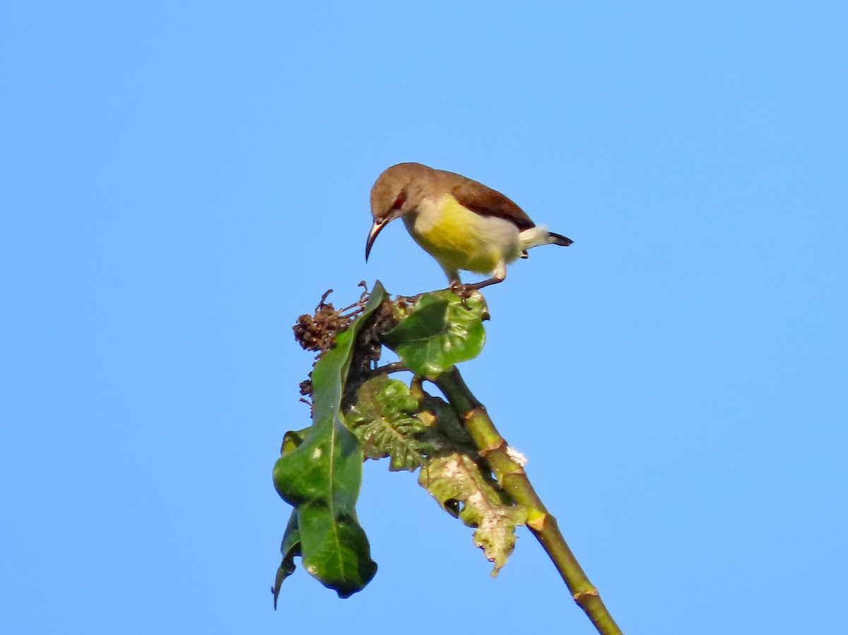 Purple-rumped Sunbird - ML646574133