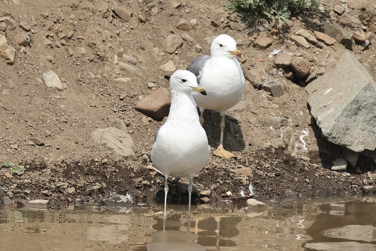 שחף ארמני - ML646574134