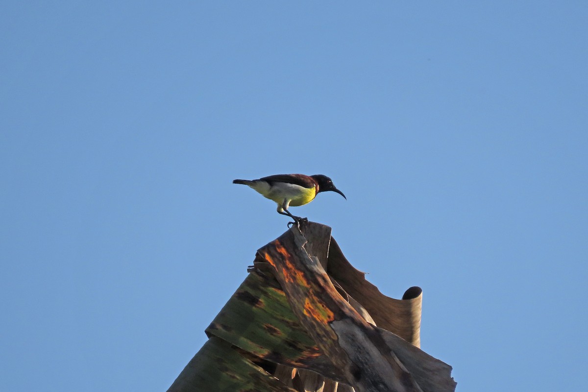 Purple-rumped Sunbird - ML646574135