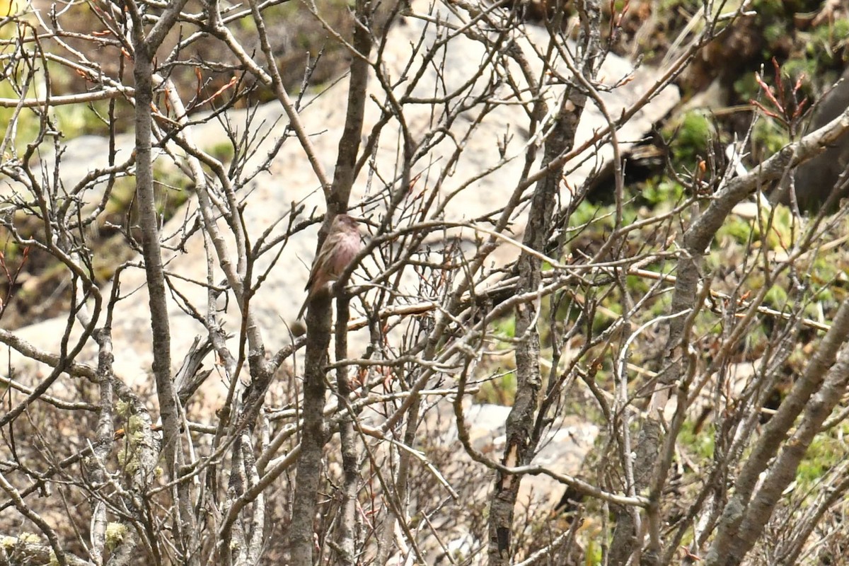 Pink-rumped Rosefinch - ML646574138