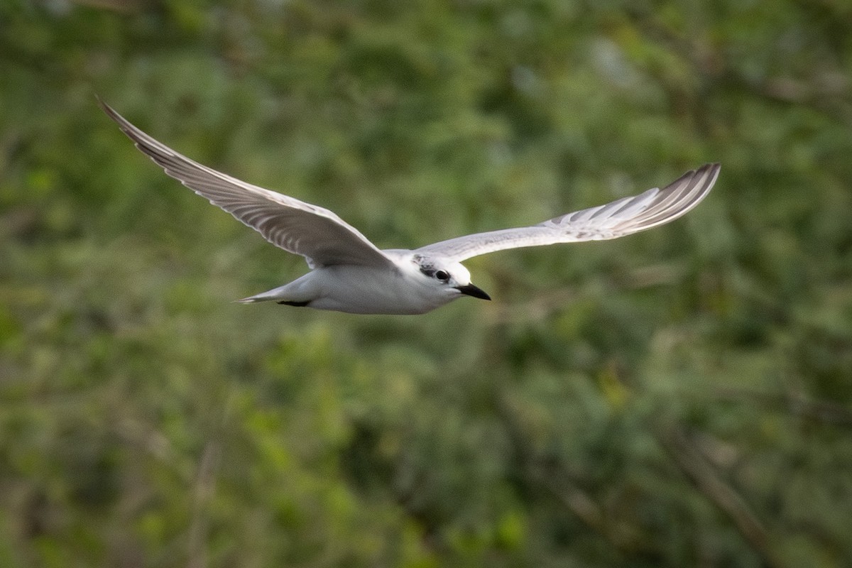 黑腹燕鷗 - ML646574139