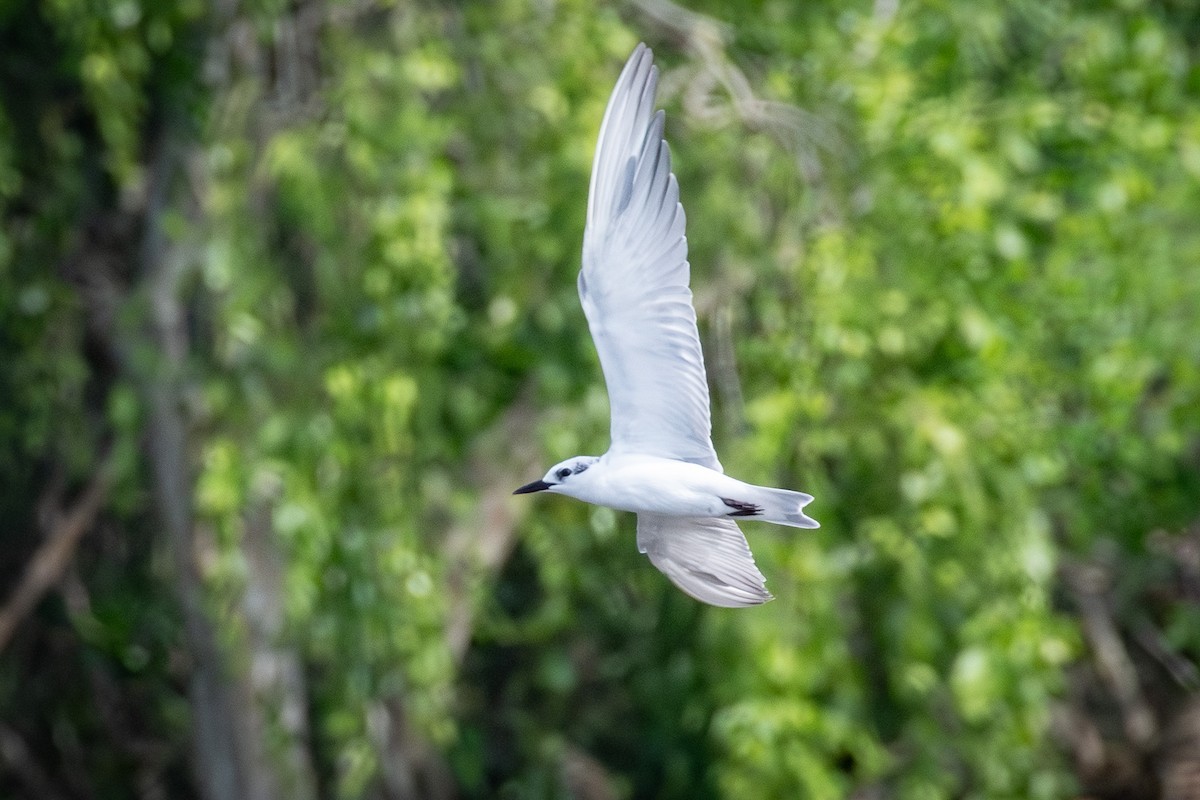 黑腹燕鷗 - ML646574140